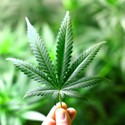 cs medical marijuana legislation 125x125