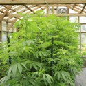 cs native american growing marijuana 125x125