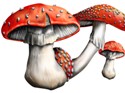cs psilocybin magic mushroom 9449660